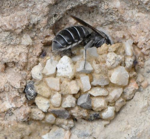 Réf. 283 047 : Hoplitis sp.